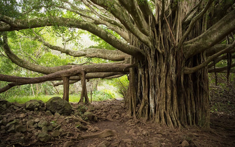 banyan-trees