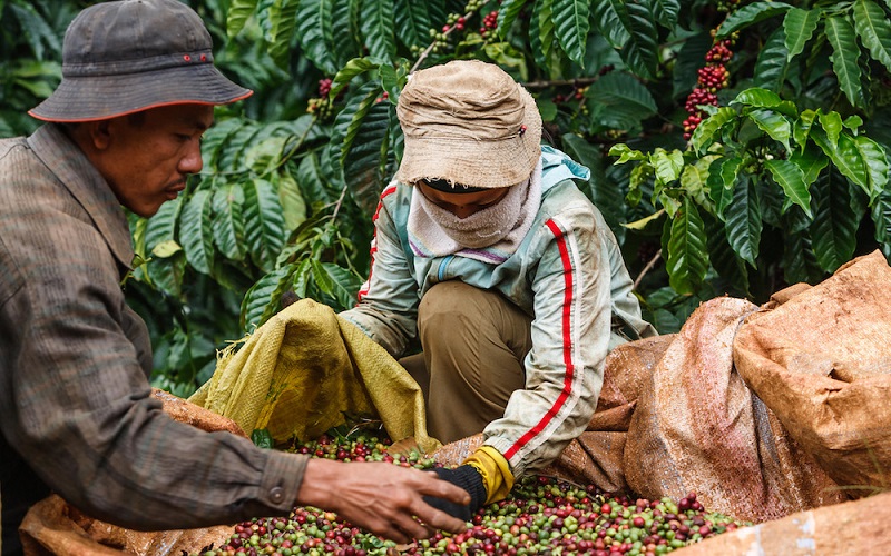 vietnamese-coffee-beans