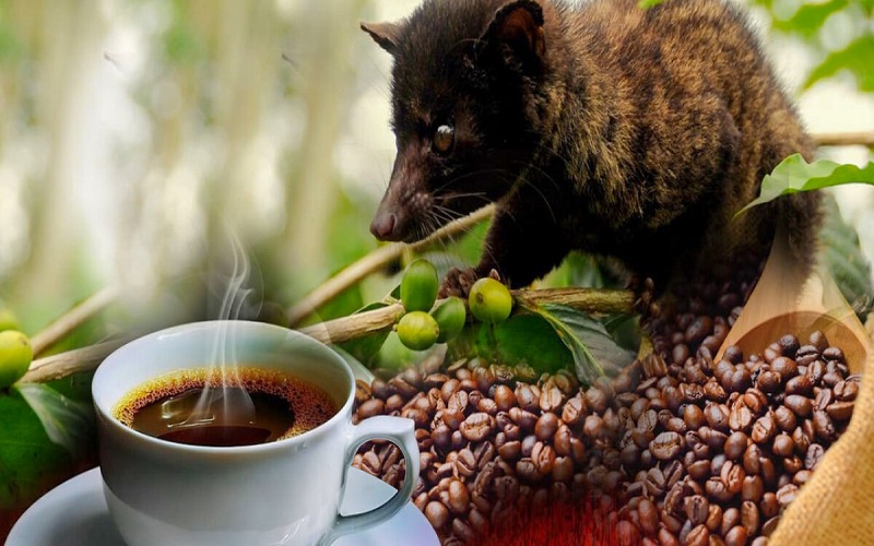 Vietnamese Weasel Coffee