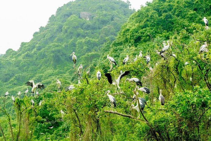 Thung Nham Bird Valley: Best Ecotourism Park in Ninh Binh